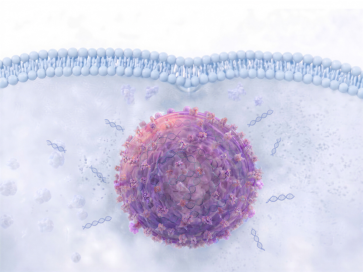 Intracellular<br> Payload Release